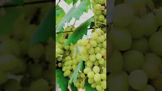 Petani Muda Sukses Budidaya Anggur Import #budidayaanggur