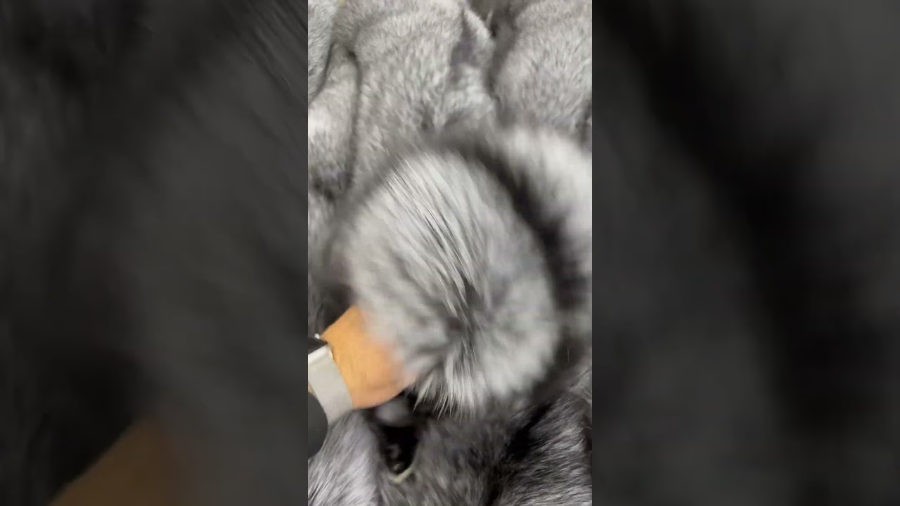 Классическая чернобурая лиса