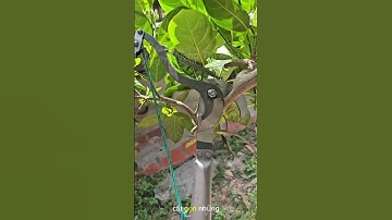 Kéo cắt cành cây trên cao siêu tiện lợi #keocatcanh #lamvuon #meovat #nongnghiep
