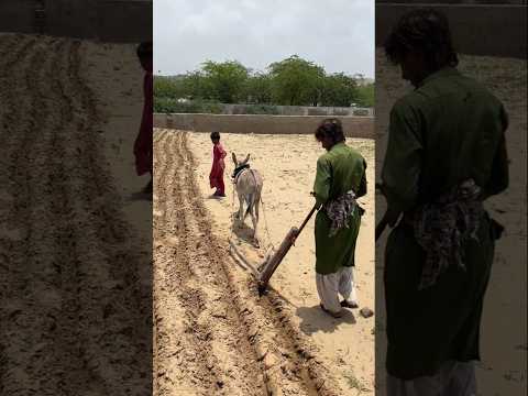 مزارع يحرث الحقول بحماره في حرارة شديدة