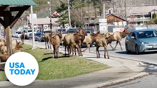 Herd of elk halts traffic for commuters in North Carolina | USA TODAY