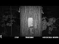 Flying Squirrels Feeding at the Squirrel Feeder in the Woods