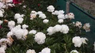 Baroness Schroeder | R2 Flowers | Peonies