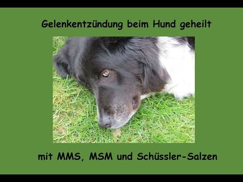 Video: Calicivirus bei Hunden