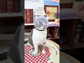 ペット用防咬ヘッドカバー🐱 噛み癖対策にぴったり#ペット用品 #猫のいる暮らし