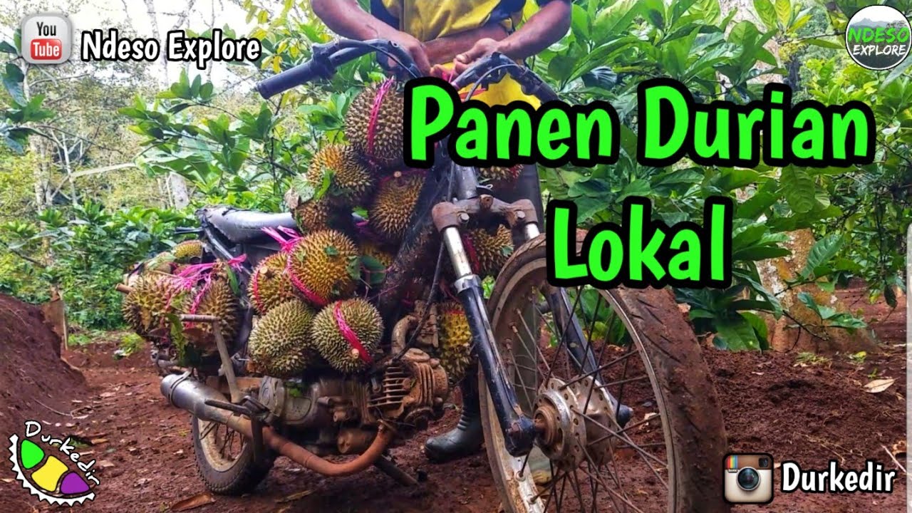 Harvest durian in the garden rural areas in Indonesia | Original durian