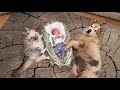 Adorable Dog Follows Newborn Baby Everywhere! He Loves Him So Much!