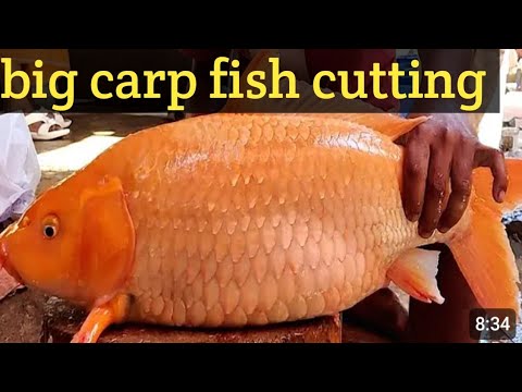 Amazing big carp fish cutting and cleaning - YouTube