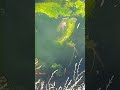 #животные#жаба #жиза 🐸🐸🐸#shorts