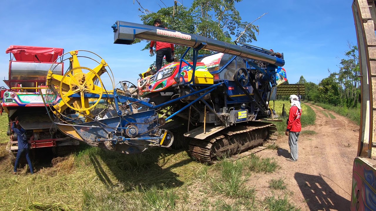 รถเกี่ยวข้าวจ้าวช้างไวไฟ ep.277 เจ้าของช่องก็เกี่ยวนะข้าวล้ม