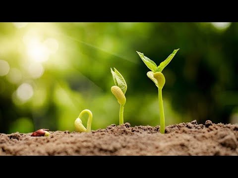 Video: Bir Fıçıda Büyüyen Salatalık (20 Fotoğraf): Yeni Başlayanlar Için Adım Adım Bitki Nasıl? Ülkede Sokakta Nasıl Bağlanır?
