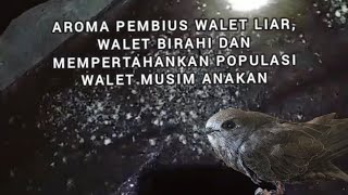 CARA GUNAKAN AROMO PIKAT WALET LIAR, WALET KAWIN & MUSIM ANAKAN