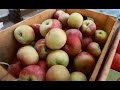 Farmers' Market Tips: Best Apple Varieties for Eating and Baking