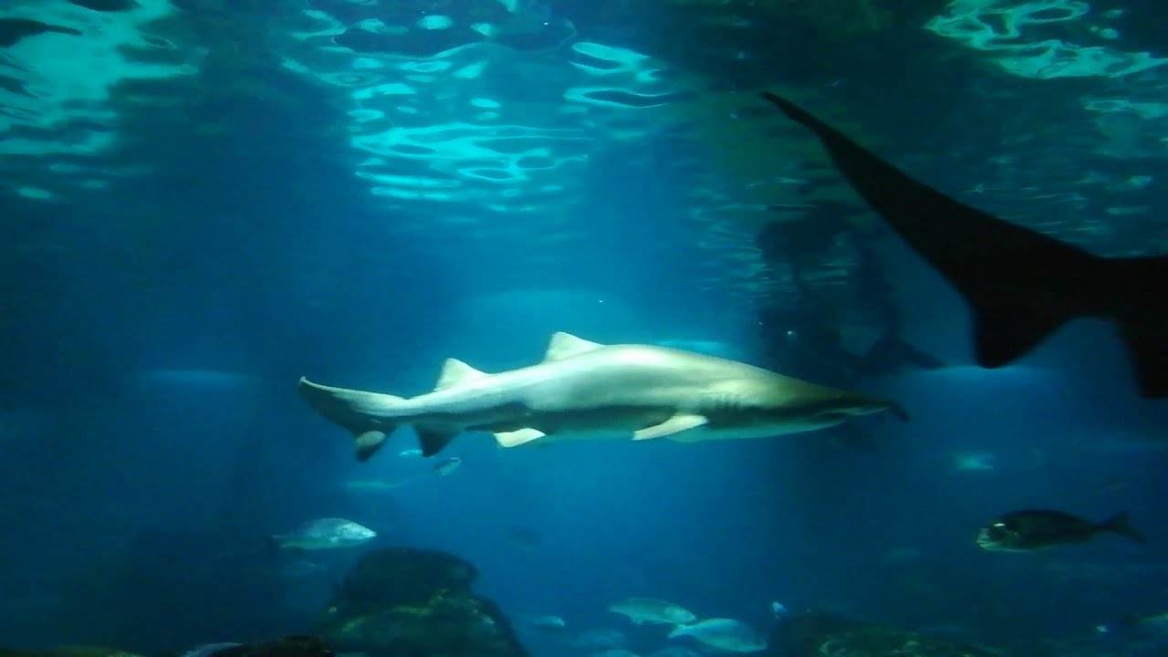 Shark tank in Barcelona Aquarium with divers YouTube