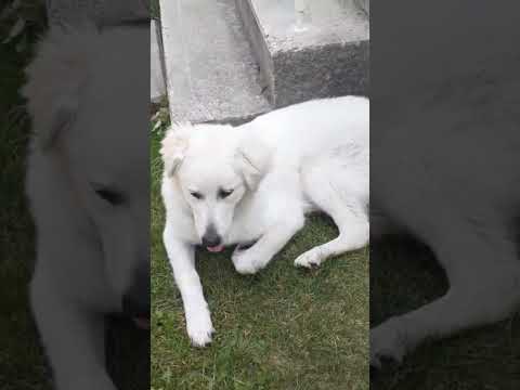 We absolutely adore our dogs, all of them. #cute #cuteanimals #animals #dog #puppy #dogs