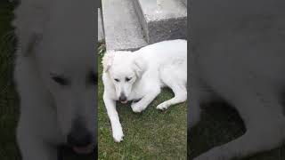 We Absolutely Adore Our Dogs, All Of Them.