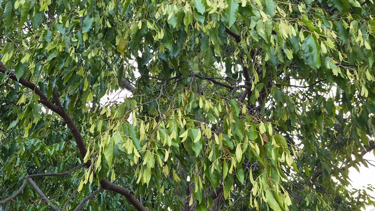 ตะเคียนติดผลเยอะเลย