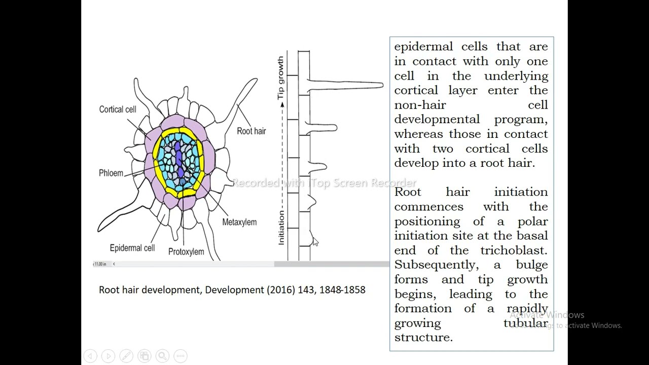 Zones of root hair development in L. japonicus . An image of a portion... |  Download Scientific Diagram