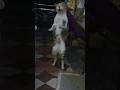 cat video #cat #catvideos #song