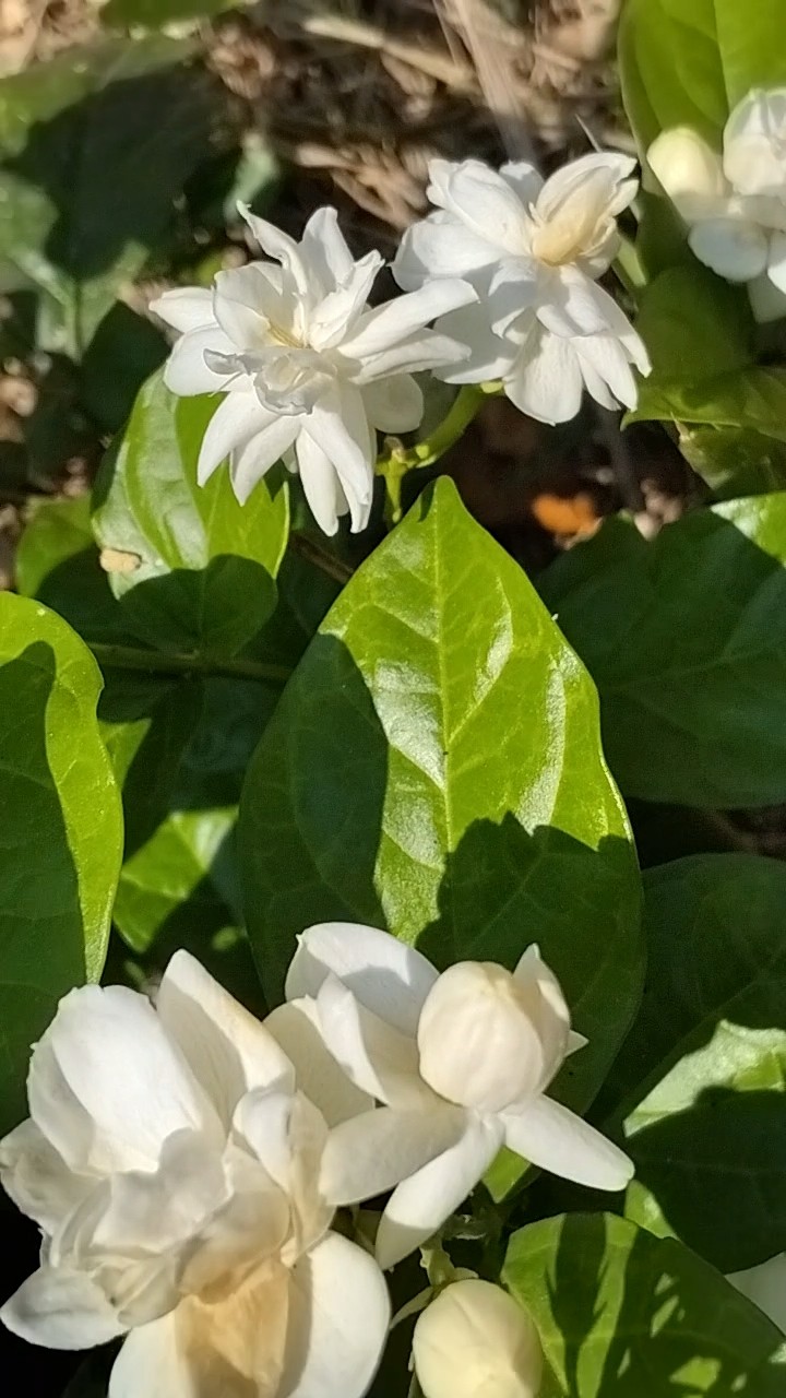 🤳மொபைல் போட்டோகிராபி - ShareChat