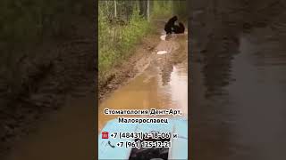 Медведи в Калужской области Перемышльский район, деревня Белая