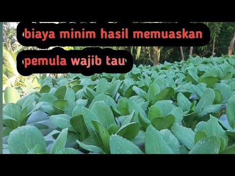Kekurangan dan kelebihan hidroponik pakcoy sistem wick