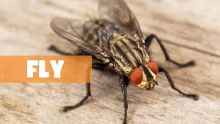 EMBRACE THE BUZZ: HONORING THE ESSENTIAL ROLE OF FLIES IN ECOSYSTEMS by The Fauna Corner 191 views 2 months ago 6 minutes, 17 seconds