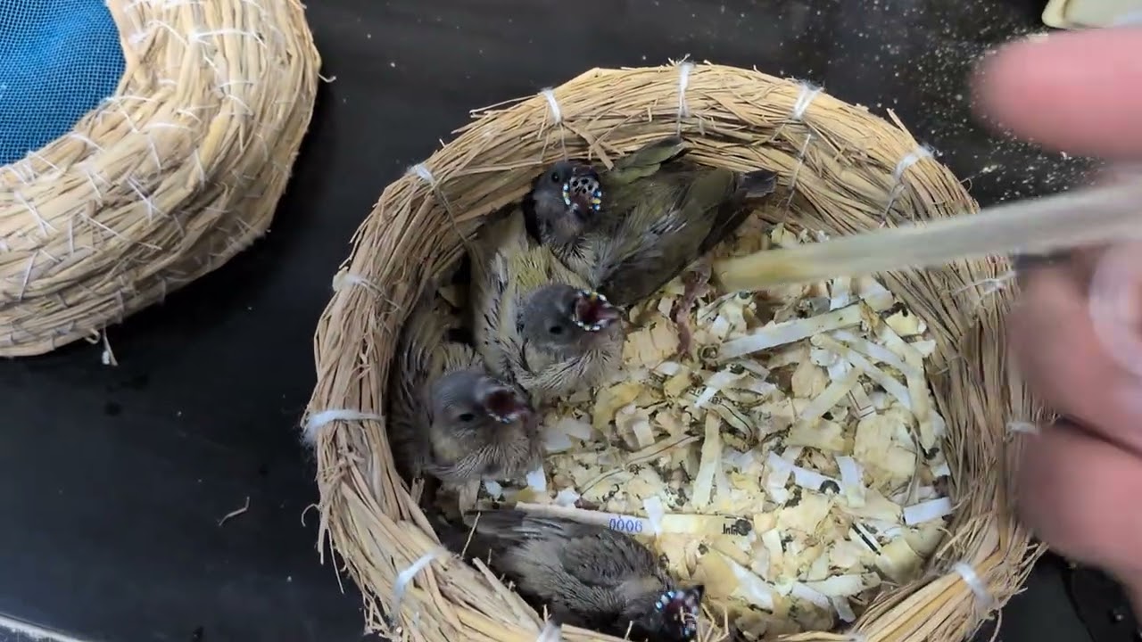 コキンチョウ ヒナ 手乗り LOVEBIRDFUKUOKA(ラブバードフクオカ)2026.1