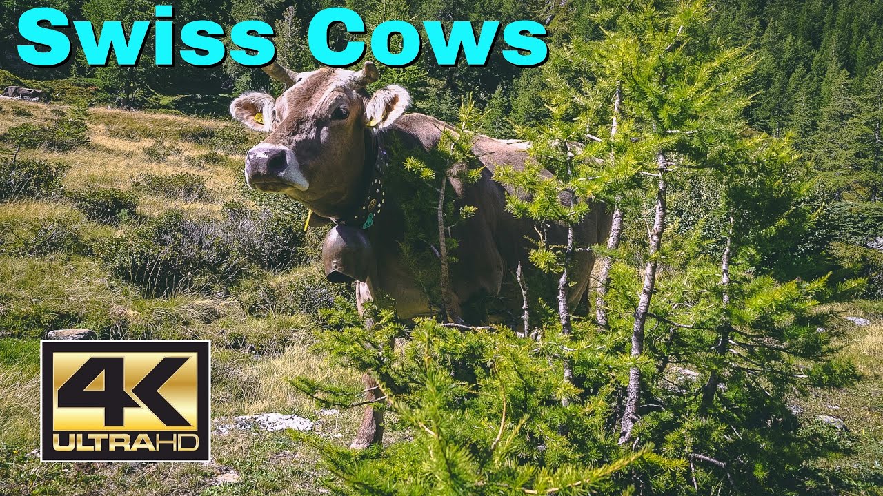 Cows Wearing Cow Bells Looking Sideways, Swiss Alps, Switzerland