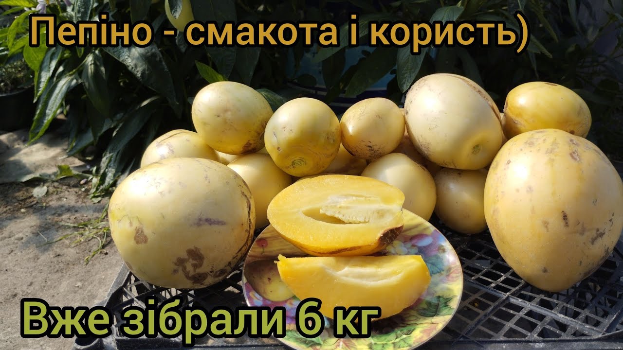 Пепіно по 500 грамів в нашому саду)))