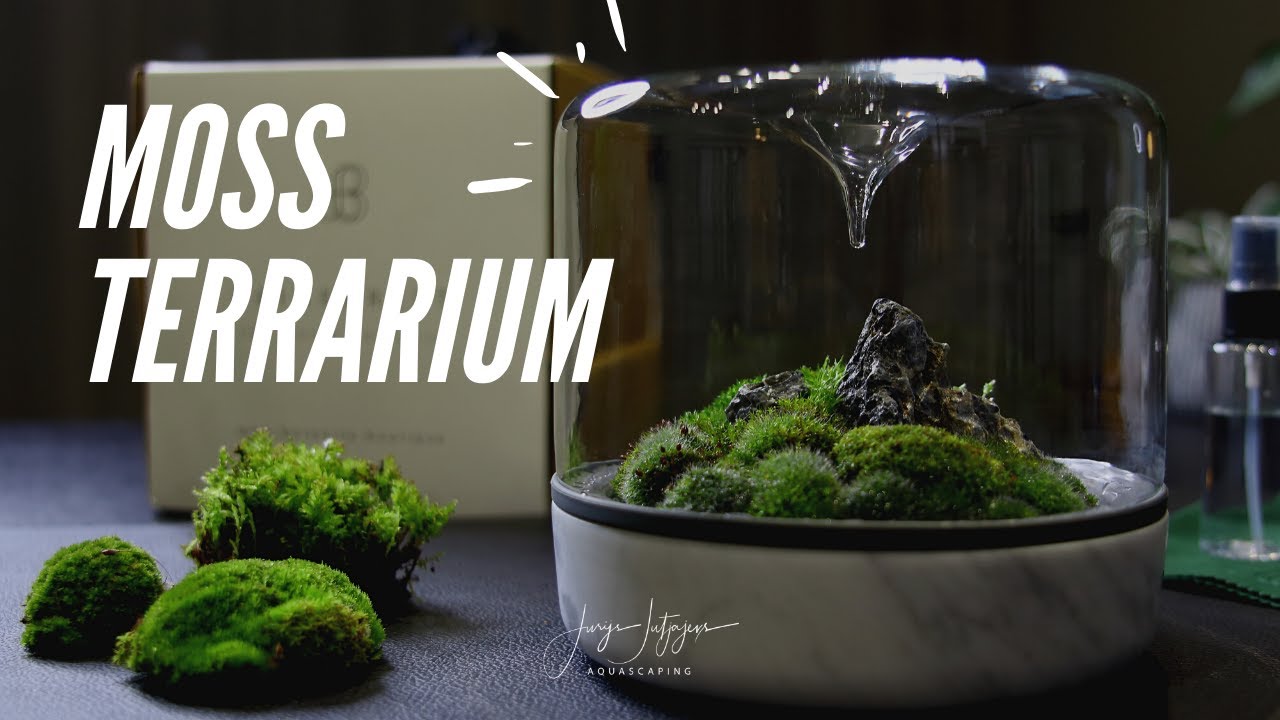 Live Moss Terrarium - Barnacle Mountain : r/terrariums