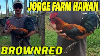 Beautiful Birds Brownred Dink Sweater Kelso Hatch - JORGE FARM