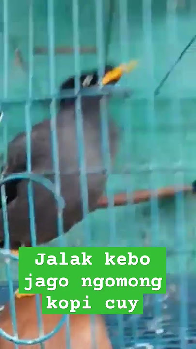 jalak kebo jago ngomong.masteran Jalak Kebo Gacor