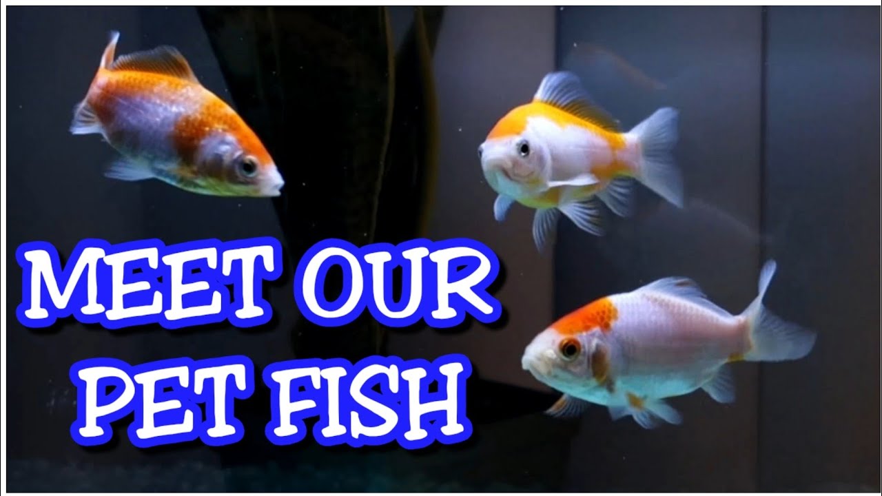 MEET OUR PET FISH YouTube