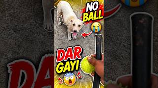 ⚽ Kulfi Ne Ball Dekhte Hi Kar Diya Ye 😳🐶 #minivlog #shorts #doglover #dog #pets #animals