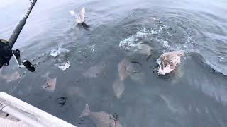 Halibut Rise to the Surface in Homer, ALASKA!