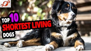 🐕 Shortest Living Dogs – TOP 10 Dog Breeds With The Shortest Lifespan!
