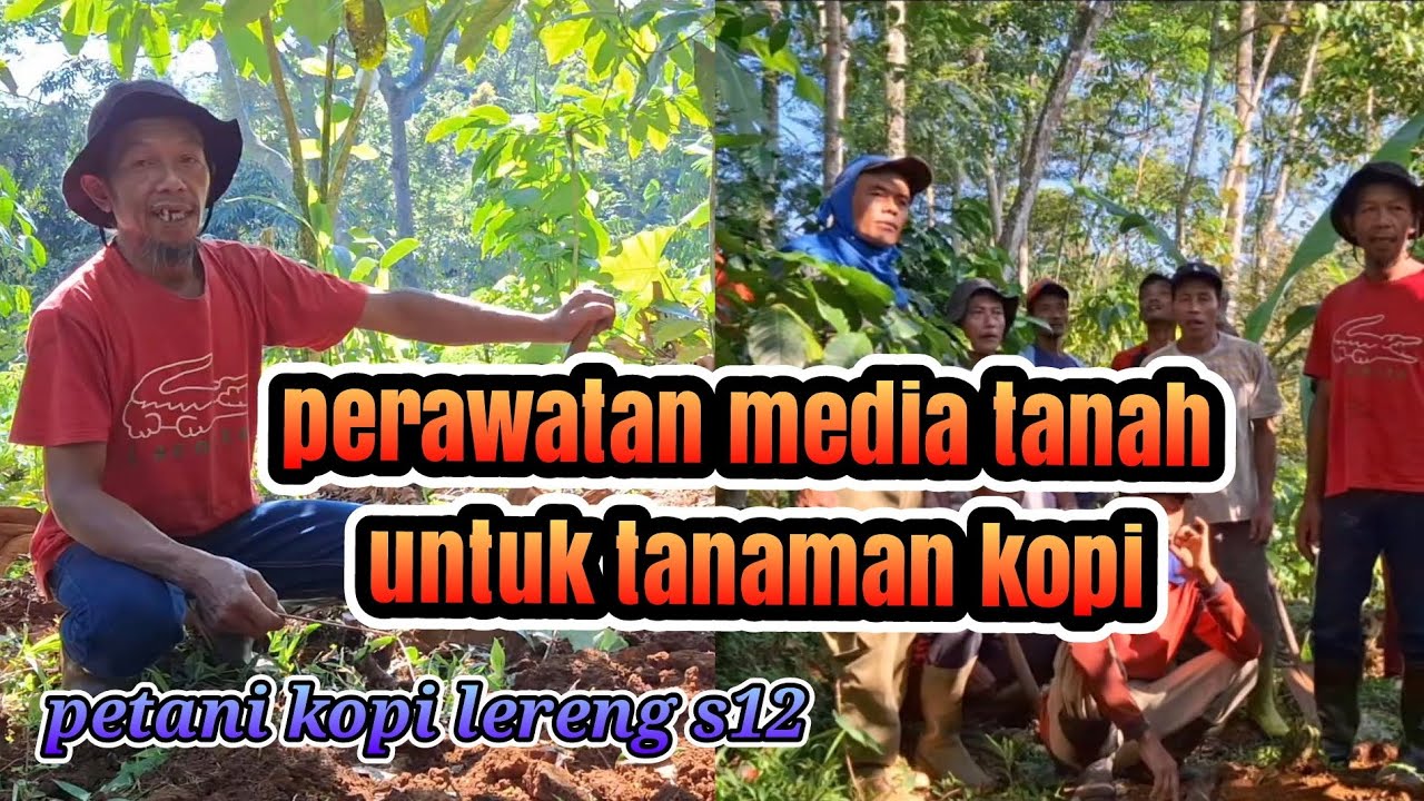 perawatan media tanah tanaman kopi
