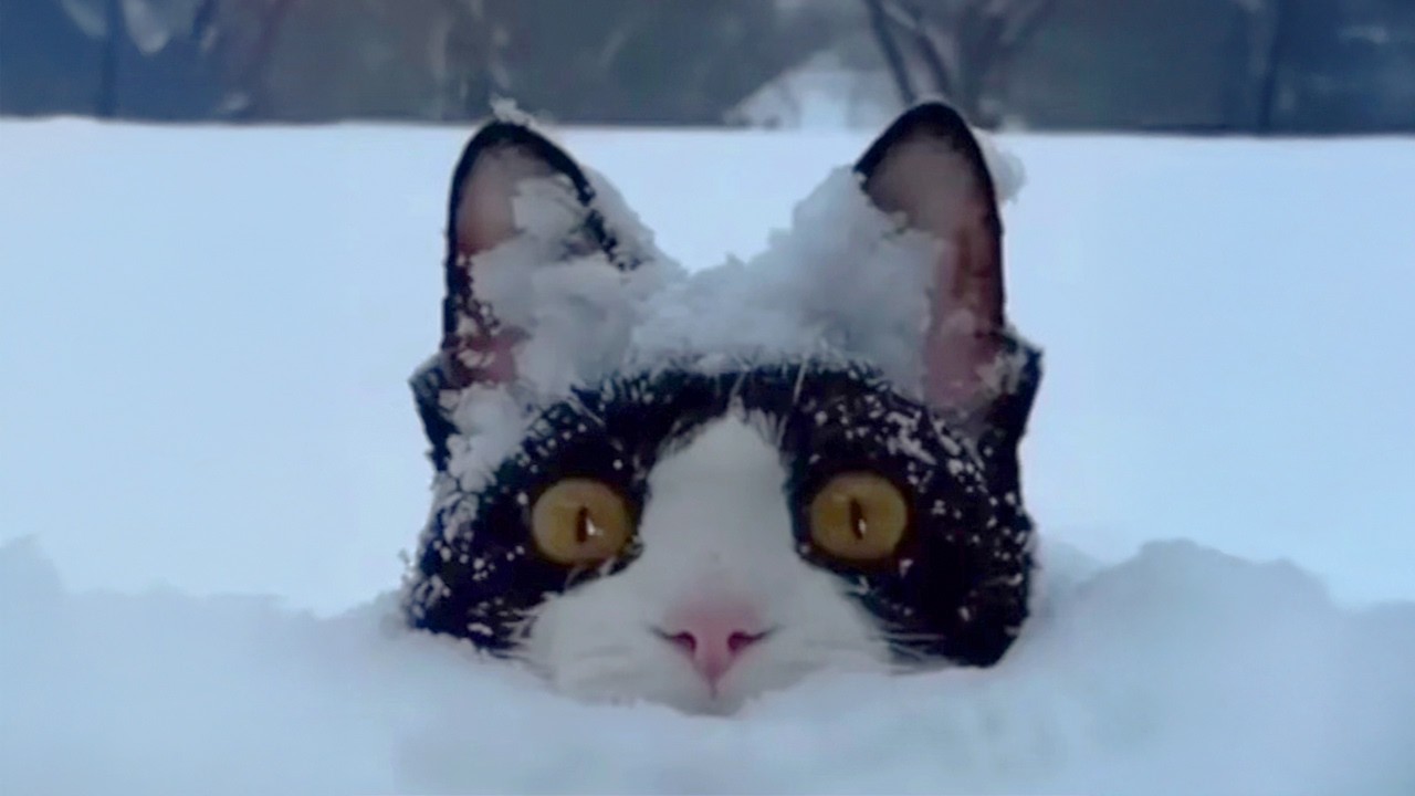 Funny Cats Against Snow! 🤣 The Funniest CATS Video 2026