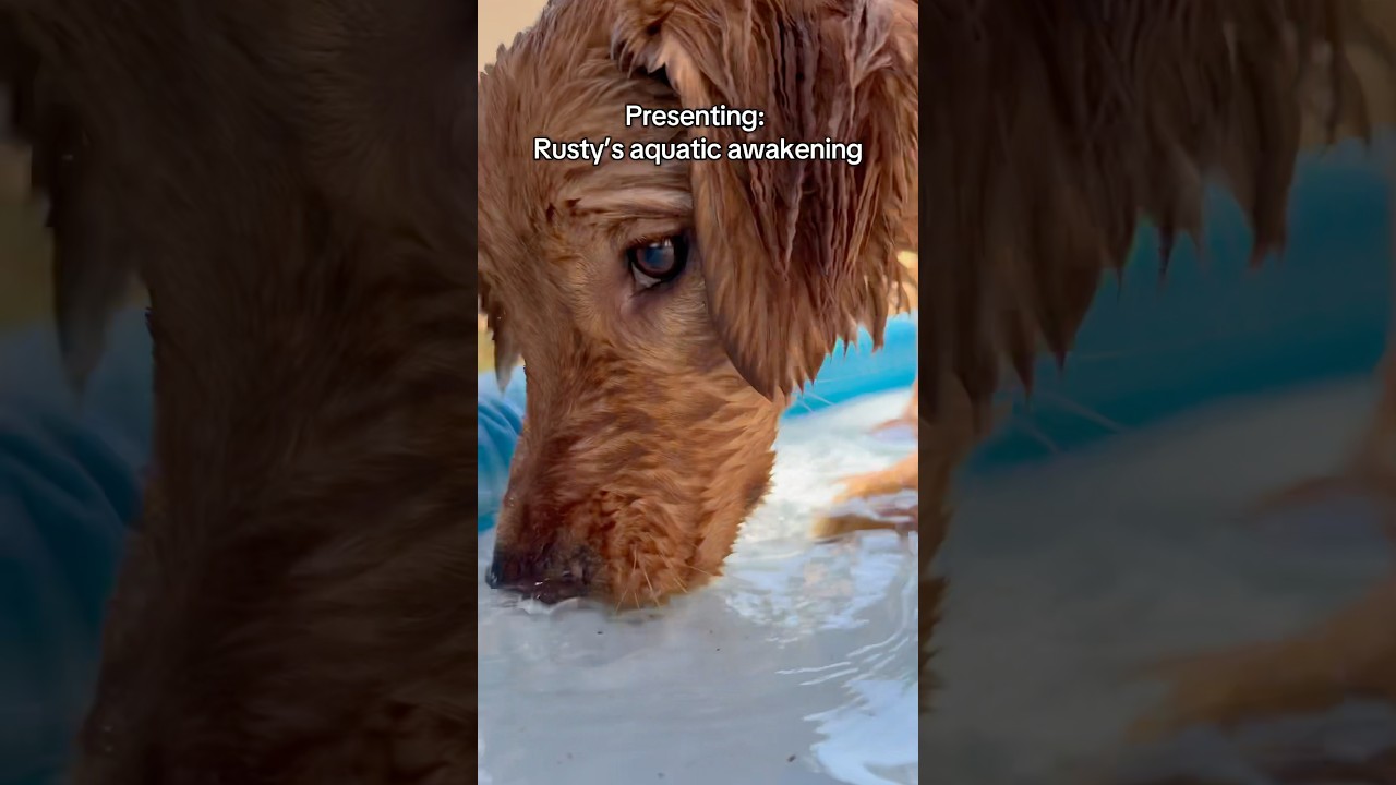 Rusty 🤝 Splash Pad 