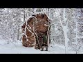 365 jours dans une cabane dans les arbres dans la fort sauvage