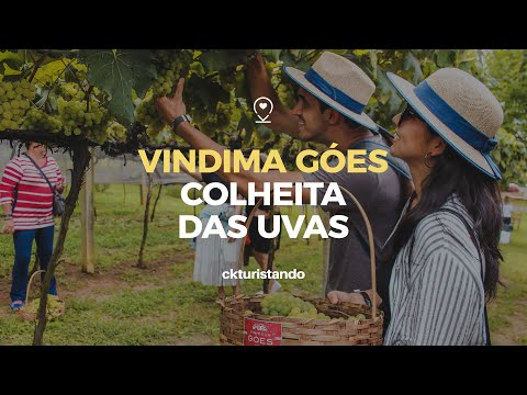 VINDIMA GÓES 2020: A Festa da Colheita das Uvas em São Roque
