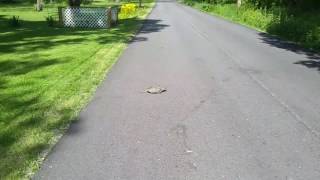 I helped a snapping turtle cross the road and saved it from getting run over by a car.