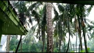 Rim Jhim Gire Sawan | Rains | Naattile mazha | #rain | The Little Wind Chimes