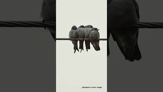 Ashy Woodswallow at Ba Be National Park in Vietnam screenshot 2