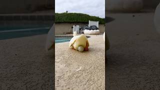 The egg is escaping #shorts #ducks