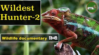 Animal Planet-02 Wildest Hunter 2 हिन्दी डॉक्यूमेंट्री Wildlife documentary @NatureOfEarthHindi