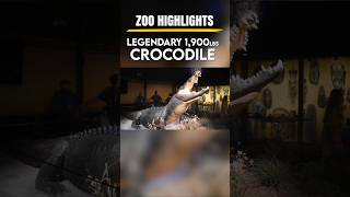One of the largest Saltwater crocodiles that ever lived🤯 #zoos #crocodiles