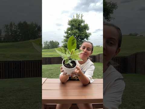 Repotting and care