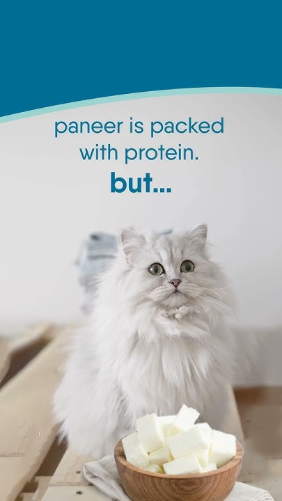 can-my-cat-eat-paneer-youtube